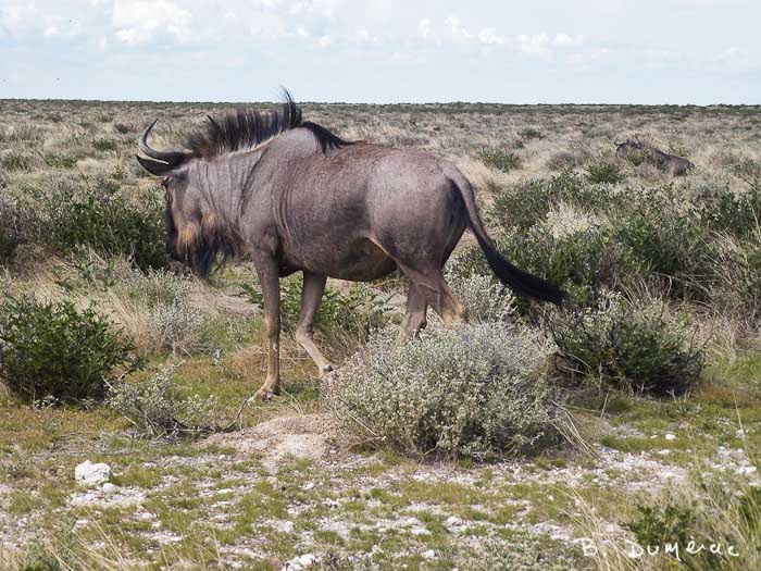 Gnou en Namibie